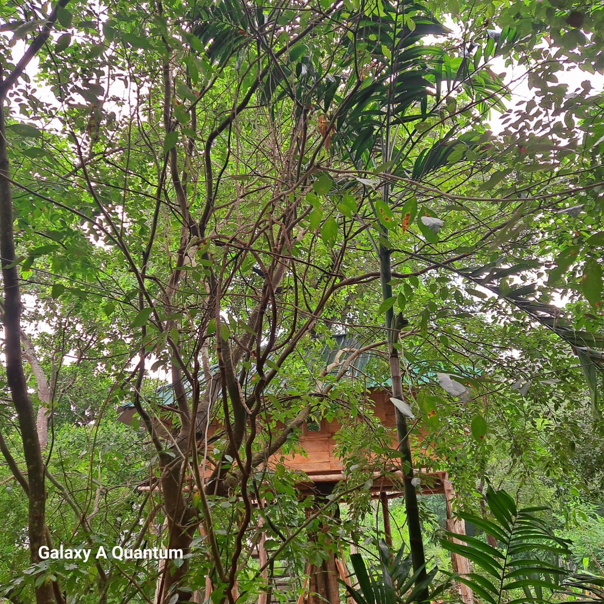 Green Leaf Tree House ดัมบูลลา ภายนอก รูปภาพ